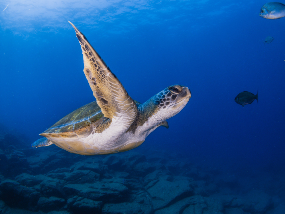 Tenerife in October underwater