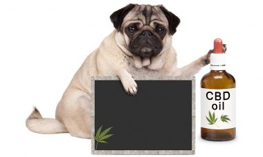 CBD For Dogs