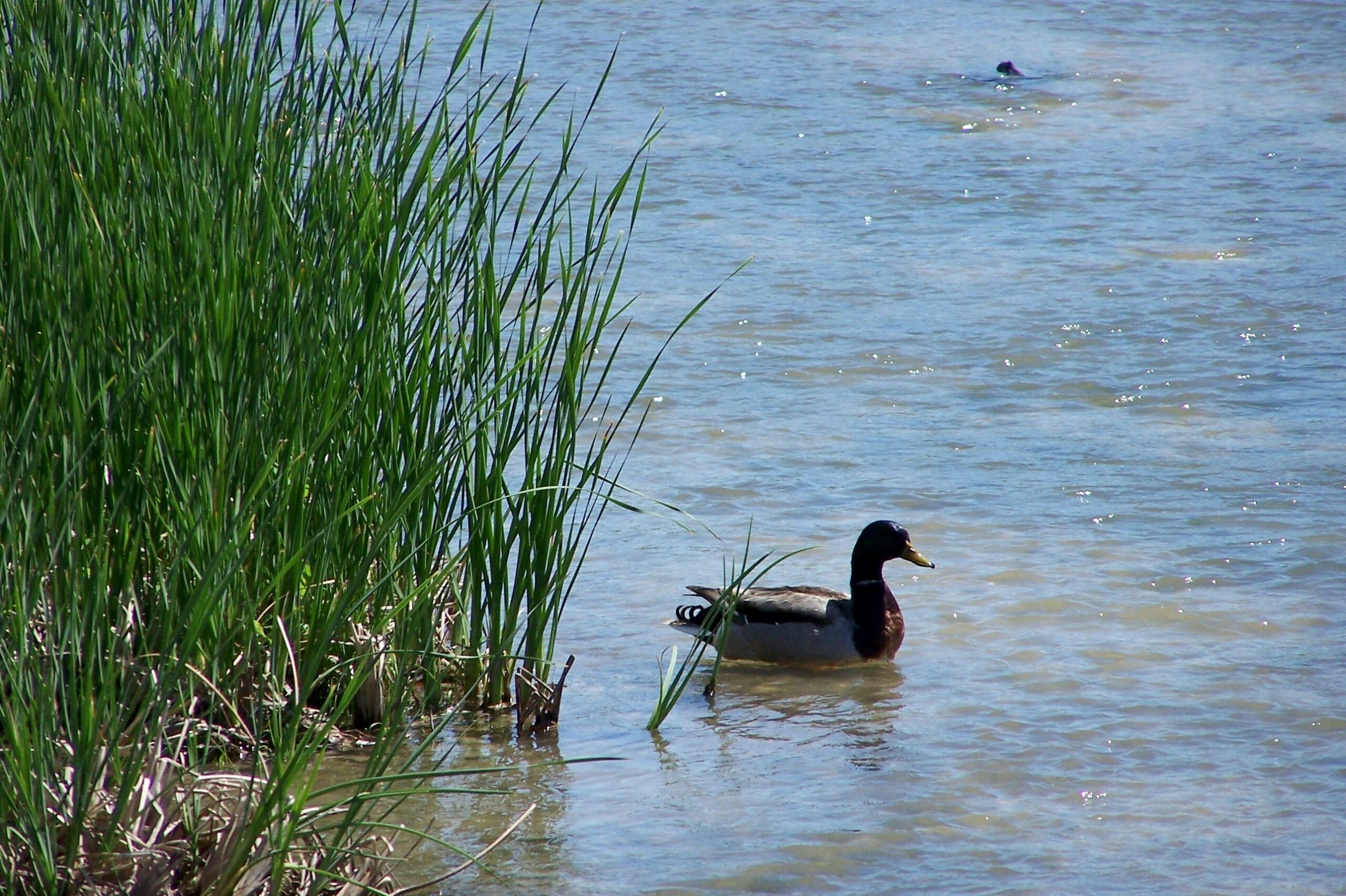 Mary River wetlands