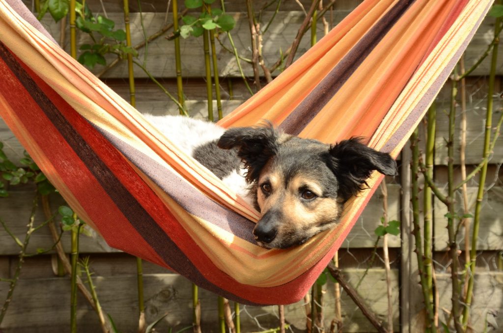 Hammock