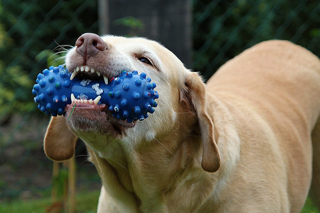 Dog chew toy