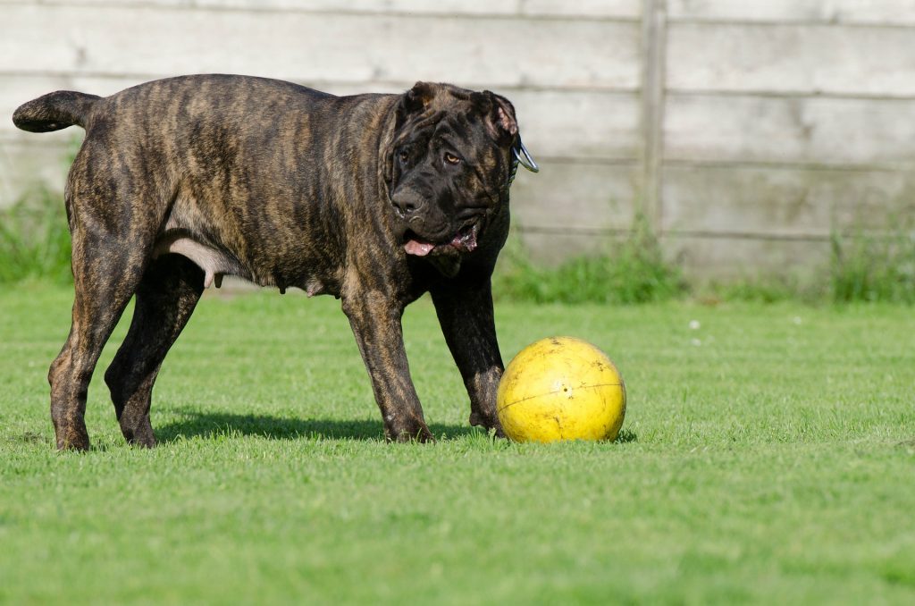 Dog playing ball in Your Backyard