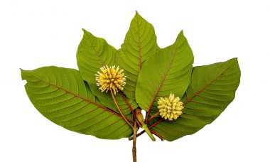 Kratom leaves