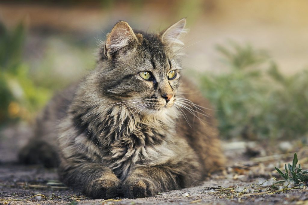 Is Hemp Oil Actually Safe for Cats?
