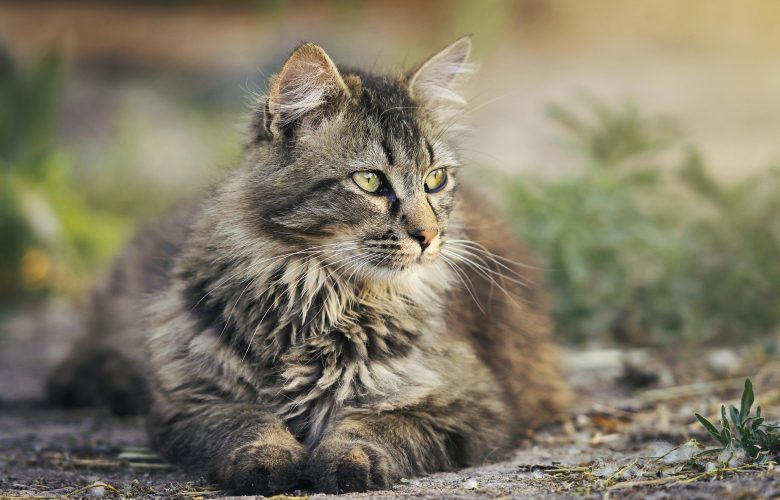 Is Hemp Oil Actually Safe for Cats?