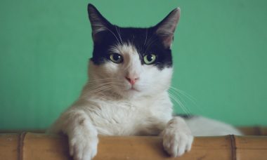 CBD Oil for Cats