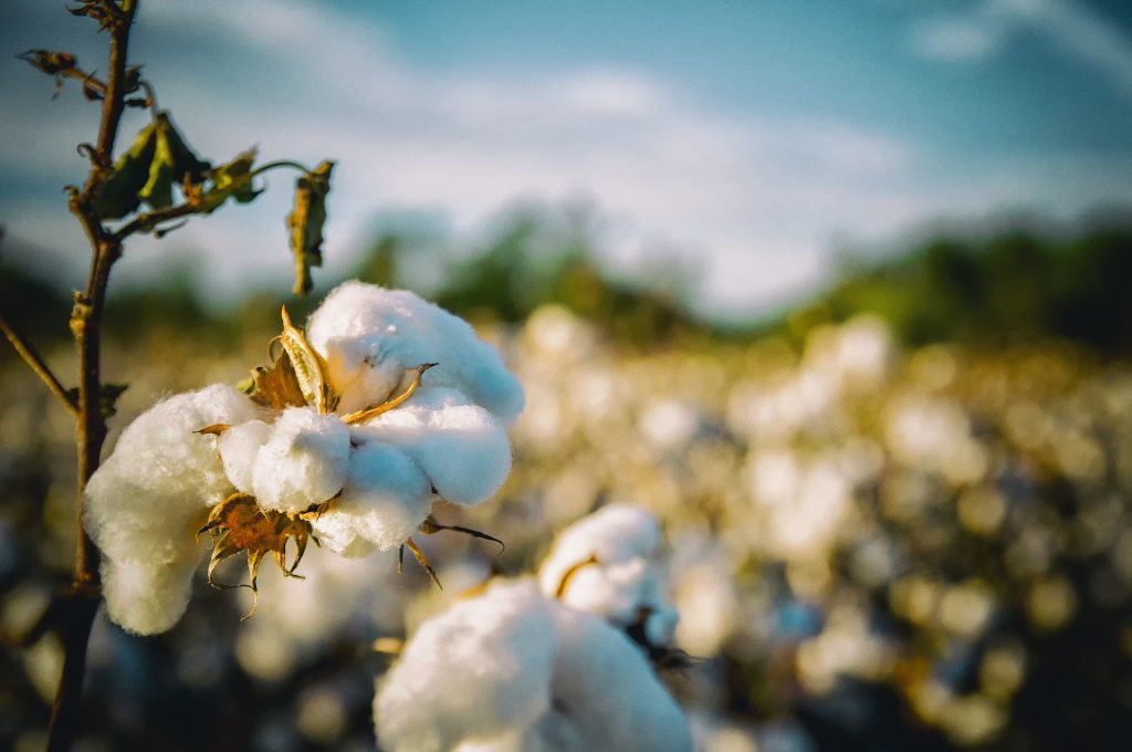 Growing cotton