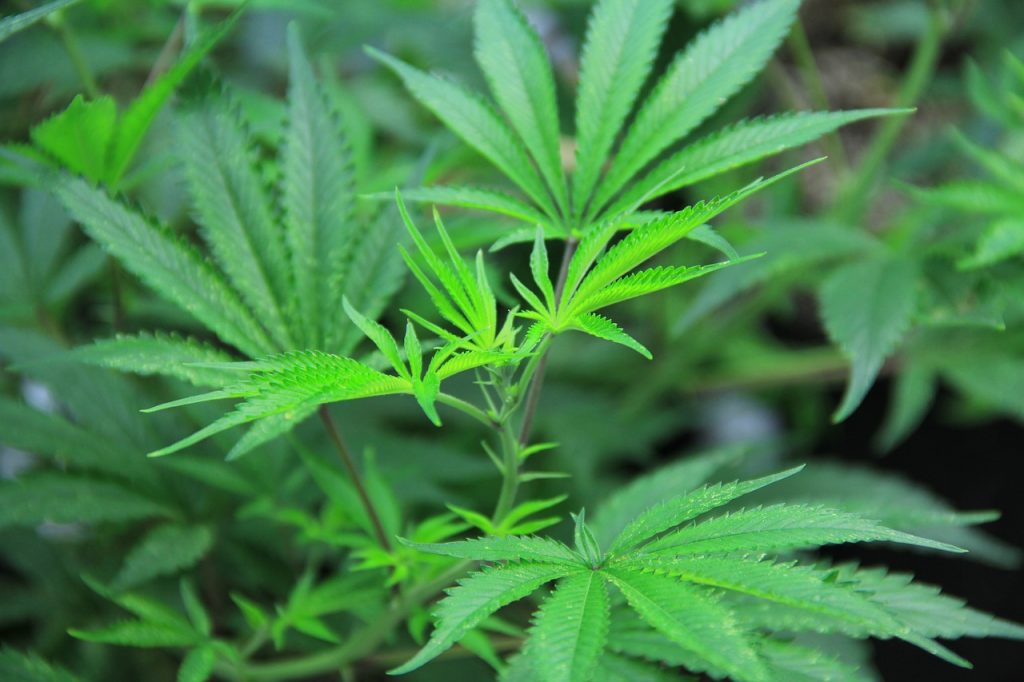 Growing Medical Marijuana 