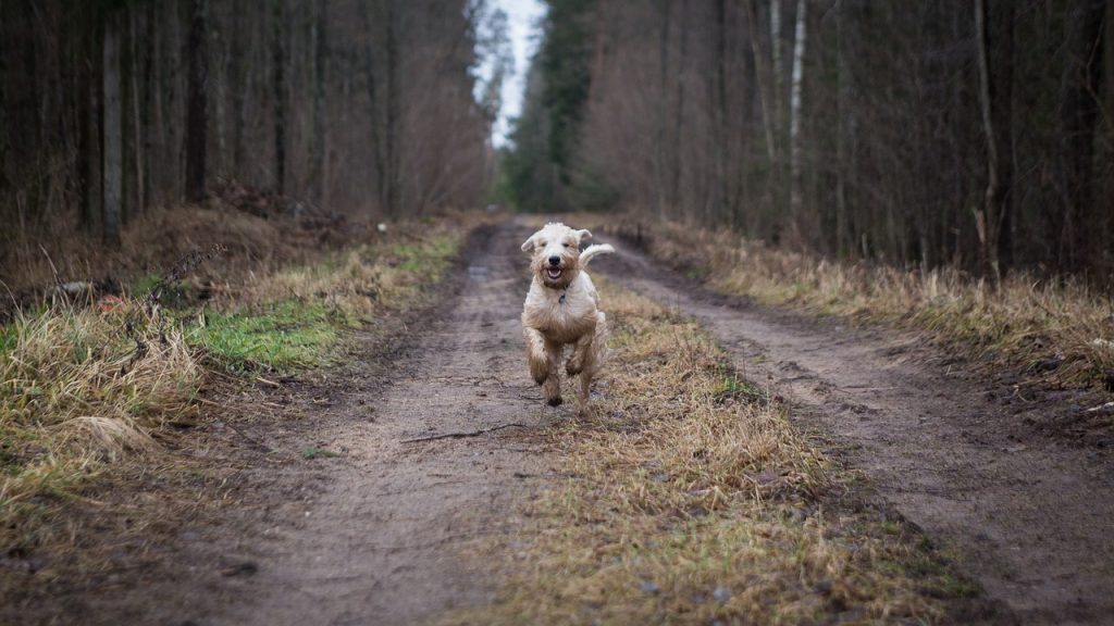 What to Do If Your Dog Escapes When You Let Them Off The Lead