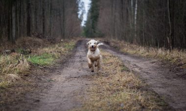 What to Do If Your Dog Escapes When You Let Them Off The Lead