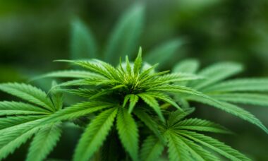 8 Tips for New Growers