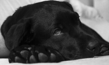 How Pets Communicate Changes in Well-Being