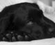 How Pets Communicate Changes in Well-Being
