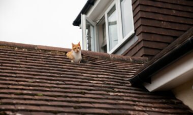 Does Missing One Shingle Mean You Need Roof Replacement?