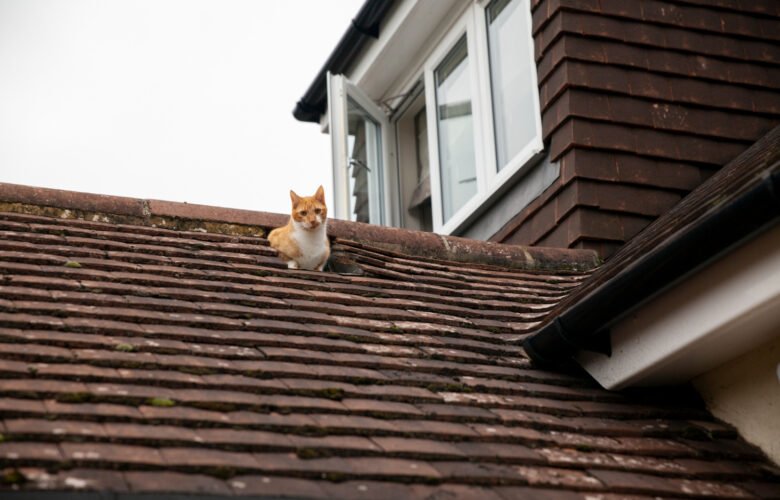 Does Missing One Shingle Mean You Need Roof Replacement?