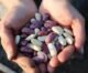 10 Amazing Health Benefits of Beans
