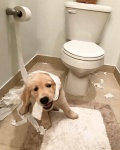 dog and TP.jpg
