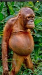 belly monkey.jpg