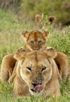 lion and cub.jpg