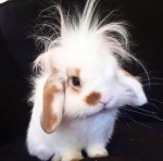 bunny with crazy hair.jpg