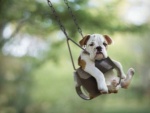 dog in swing.jpg
