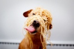 noodle dog.jpg