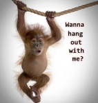 monkey hanging.jpg