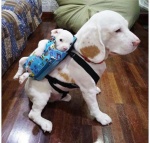 Dog with baby on back.jpg