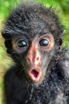 suprise monkey.jpg