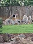 dog on rocks.jpg