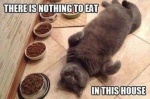 cat and food bowls.jpeg
