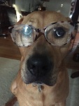 dog in glasses.jpg