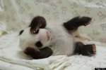 baby panda.jpg