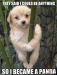 dog on bamboo.jpg