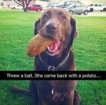 dog and potatoe.jpg