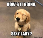 dog sexy lady.jpg