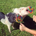 pigs and lolli.jpg