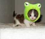 cat frog.jpg