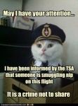 TSA cat.jpg