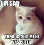 sad kitten.png