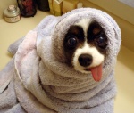 dog in towel.jpg