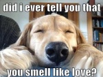 smell like love.jpg