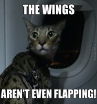 cat on plane.jpg