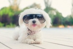dog in sunglasses.jpg