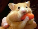hamster and carrot.jpg