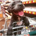 dog in cart.jpg