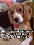 diamonds or beagle.jpg