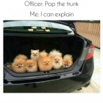 pups in trunk.jpg