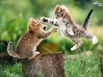 kitten jumping.jpg