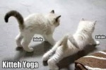 kitty yoga.jpg